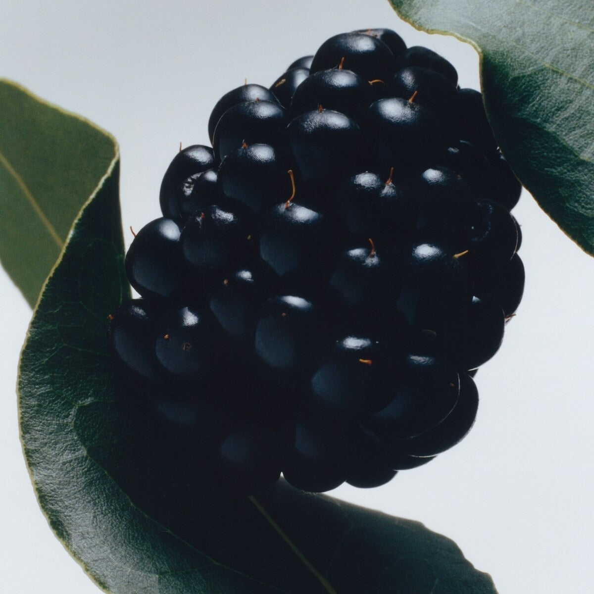 Jo Malone Blackberry & Bay Eau de cologne - 100 ml