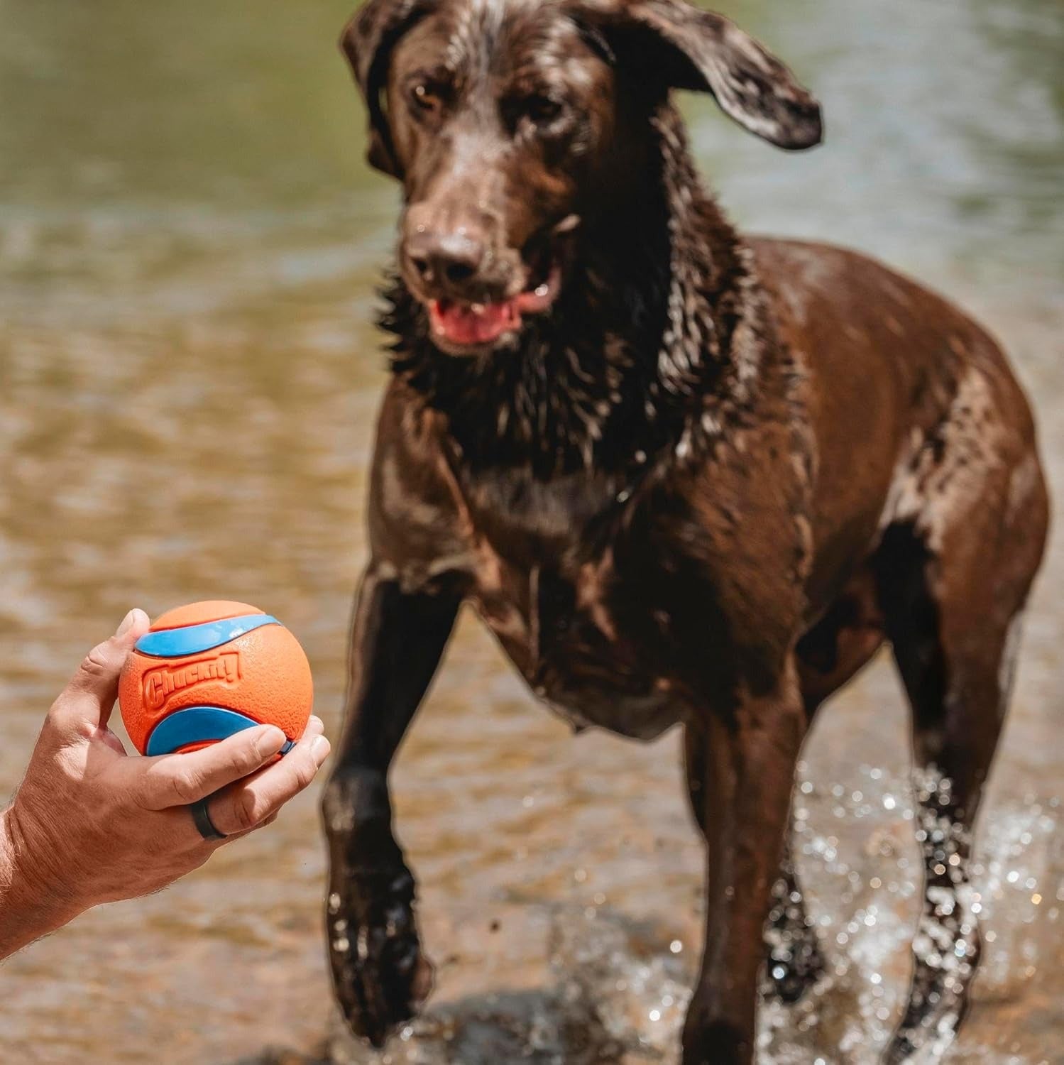 Chuckit! Jouet pour chien Ultra Ball - Taille XXL - 10 cm