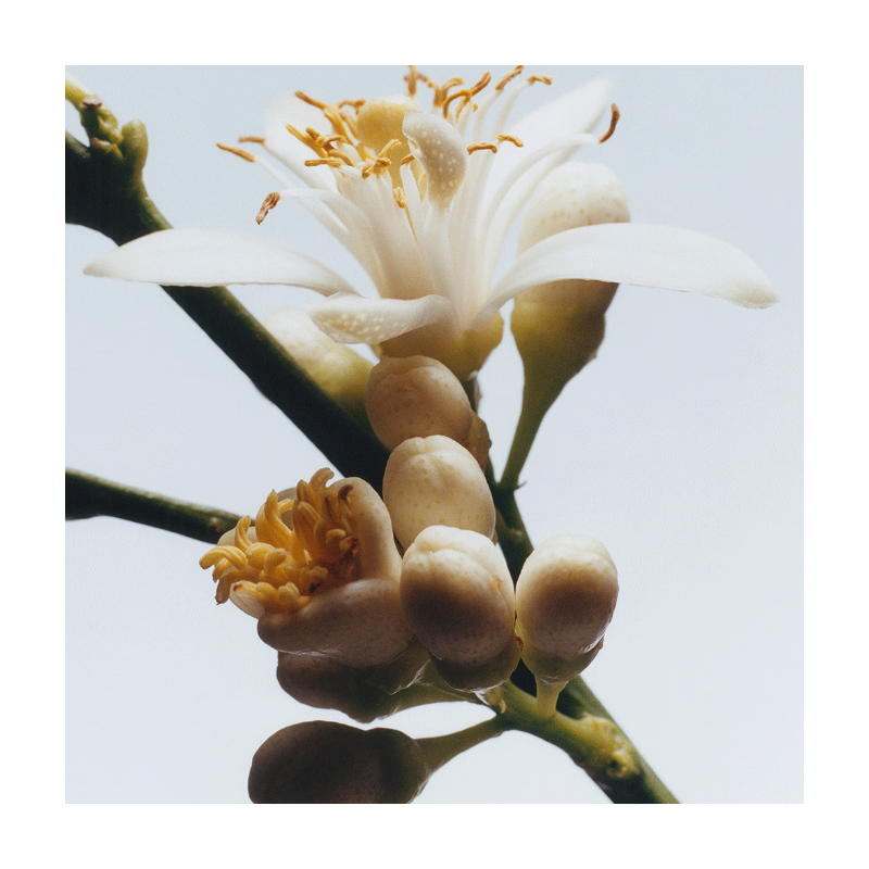 JO MALONE - Orange Blossom Eau de Cologne vaporisateur (coffret cadeau) 30 ml