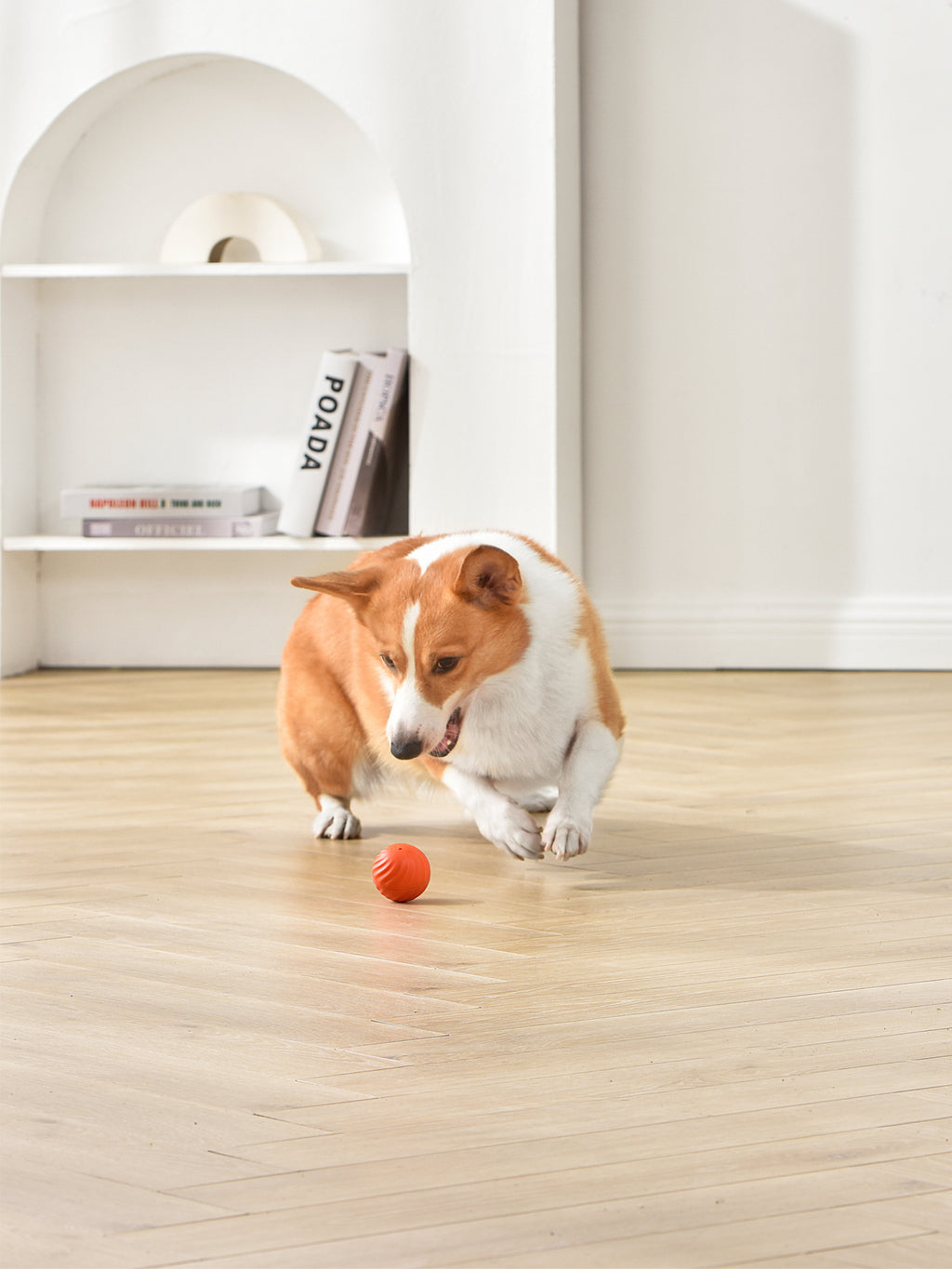 Petgravity Balle rebondissante intelligente pour chien de petite taille Orange