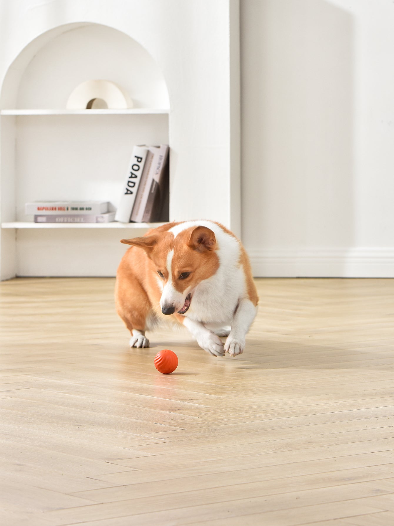 Petgravity Balle rebondissante intelligente pour chien de petite taille Orange