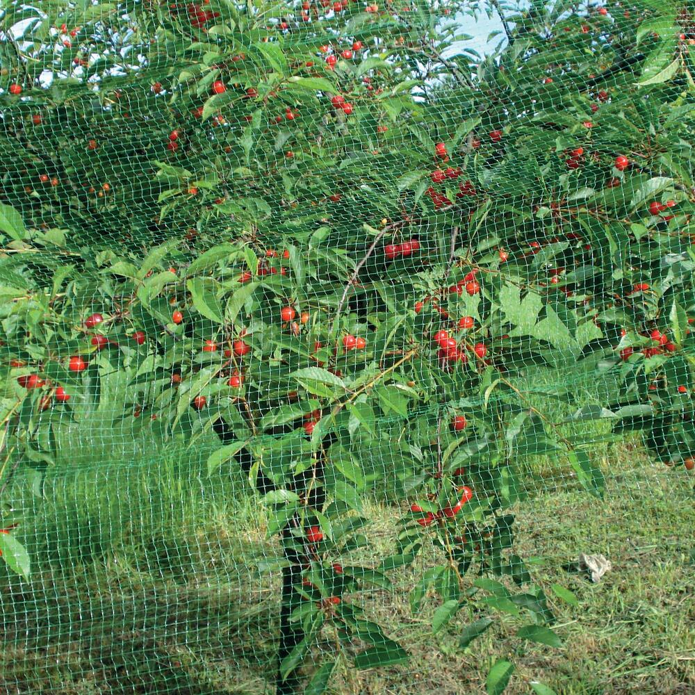 TENAX Ortoflex Filet anti-oiseaux à mailles carrées vert - 5,00 x 8 m