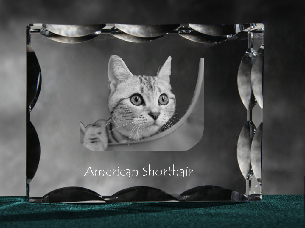 American Shorthair - crystal with a cat picture, glass statuette with a picture, unique frame with a picture from Art-Dog brand