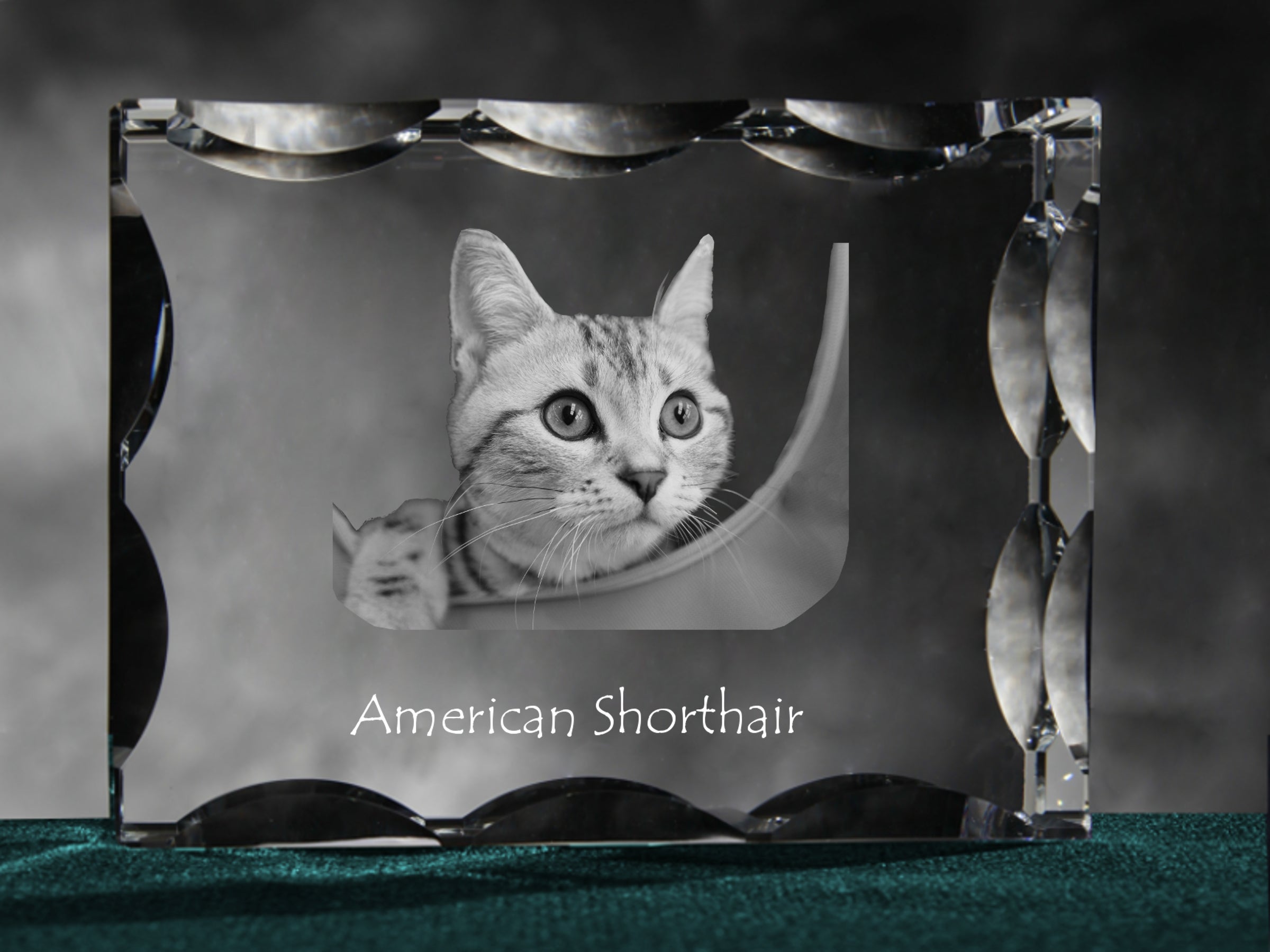 American Shorthair - crystal with a cat picture, glass statuette with a picture, unique frame with a picture from Art-Dog brand