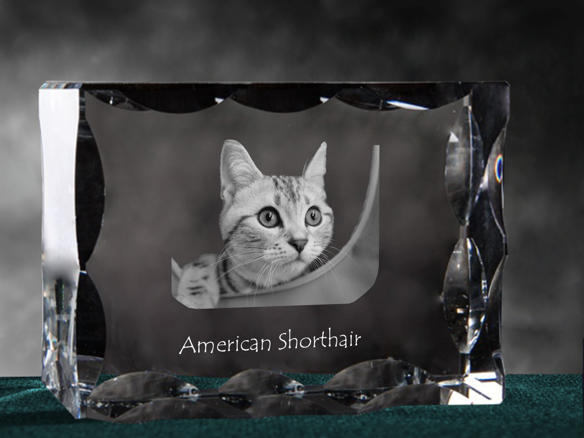 American Shorthair - crystal with a cat picture, glass statuette with a picture, unique frame with a picture from Art-Dog brand
