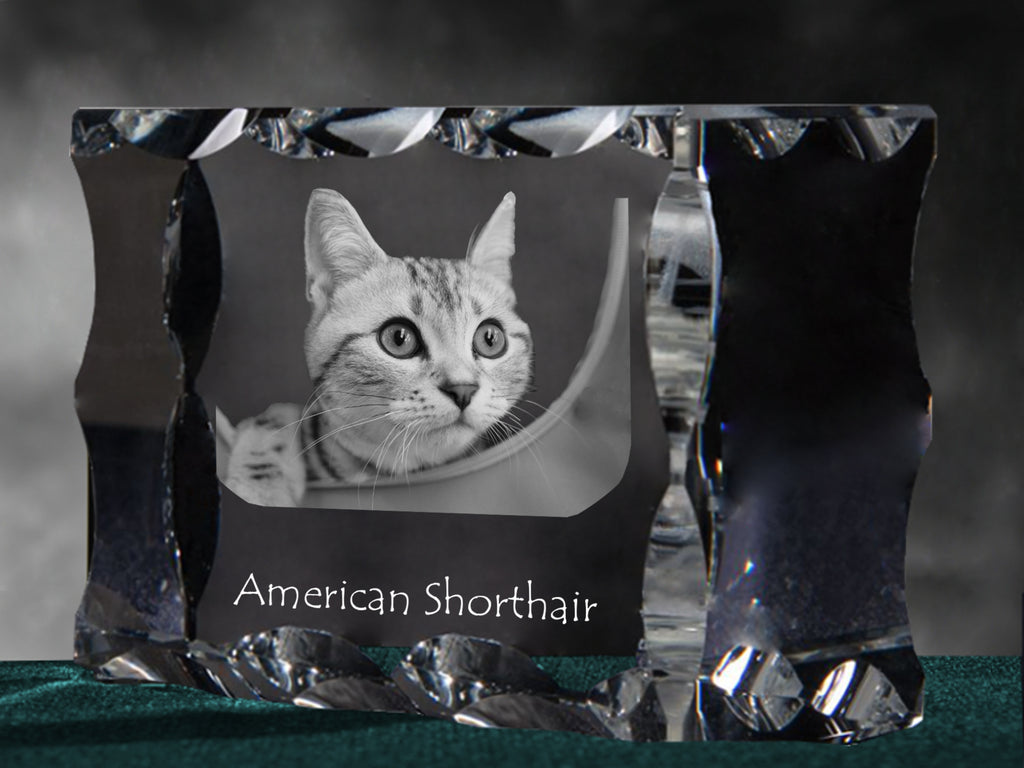 American Shorthair - crystal with a cat picture, glass statuette with a picture, unique frame with a picture from Art-Dog brand