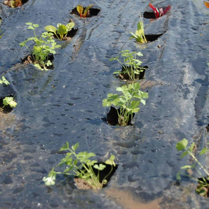 TENAX Black Cover Film paillis pour potager noir - 1,50 x 100 m