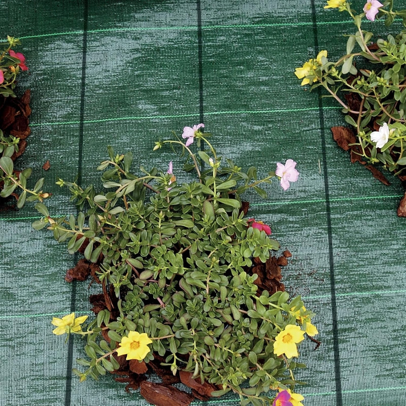 Tenax Cover Pro Toile de paillage pour jardins et potagers Vert 2,00 x 5 m