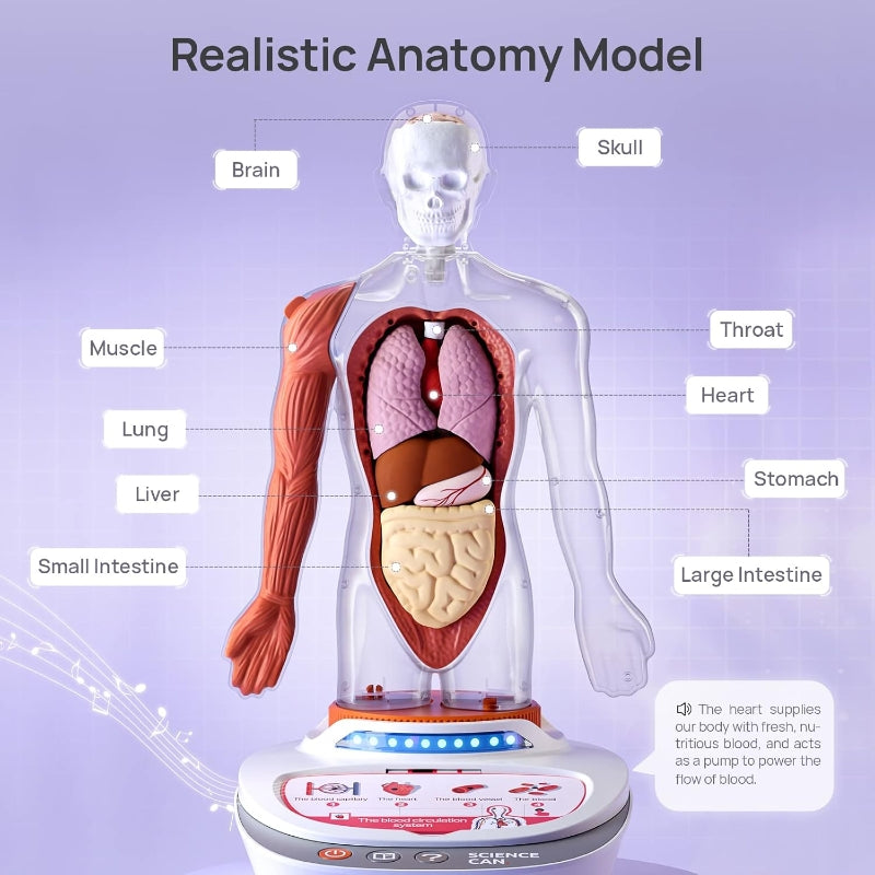 Science Can Modèle d'anatomie humaine pour enfants, jouet STEM parlant, ensemble 30 cm, dès 6 ans, promotion de Nouvel An, meilleurs cadeaux