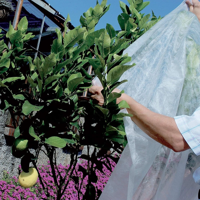 TENAX Voile d’hivernage pour Plantes 30 g/m² - 1,6 x 10 m