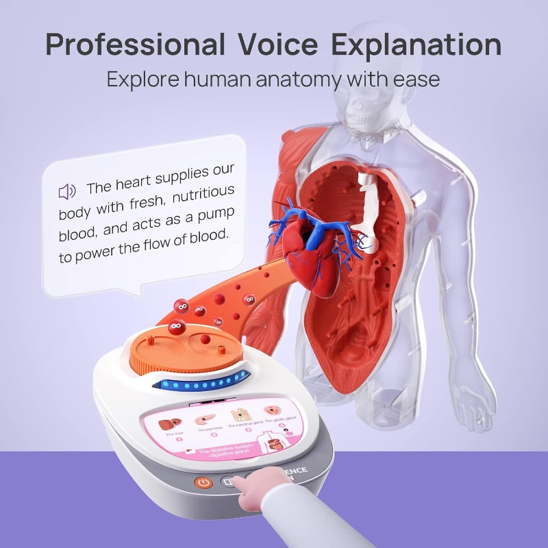 Science Can Modèle d'anatomie humaine pour enfants, jouet STEM parlant, ensemble 30 cm, dès 6 ans, promotion de Nouvel An, meilleurs cadeaux