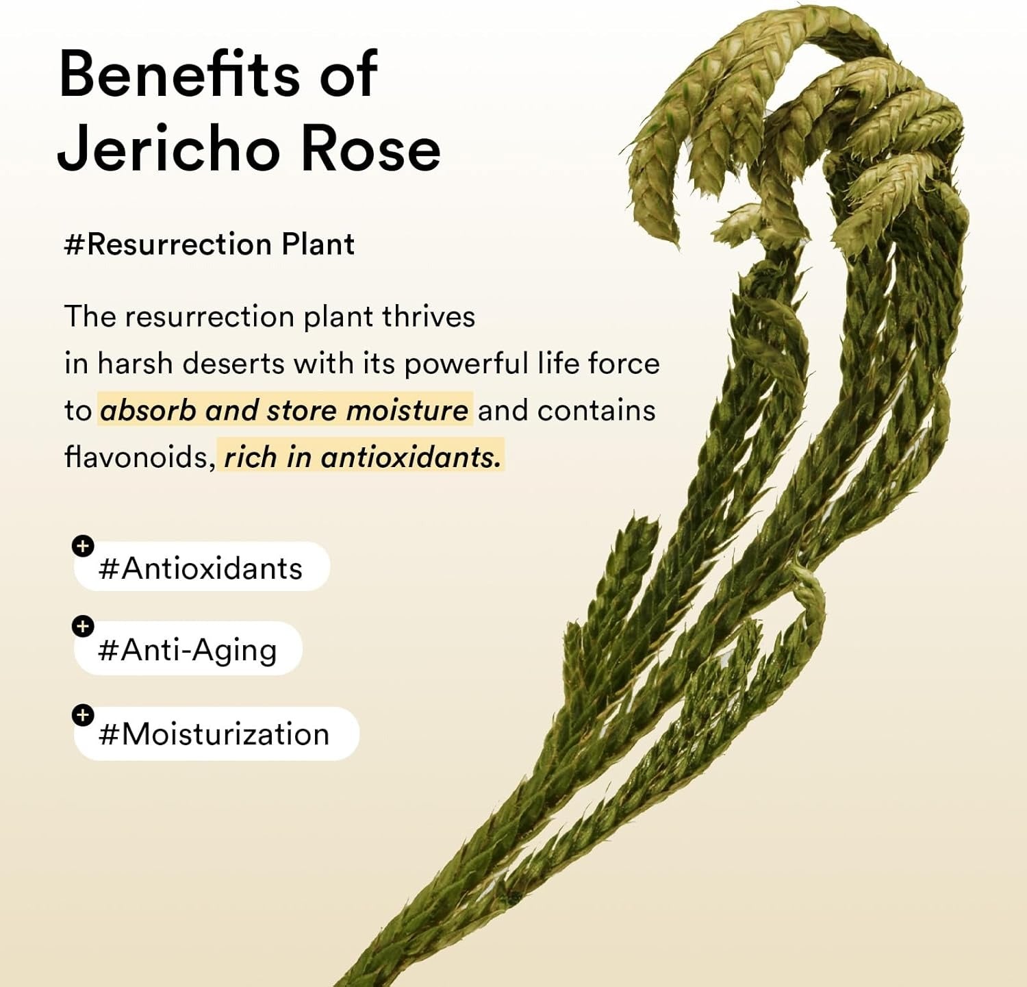 ABIB Patchs Yeux Collagène Gelée Rose de Jéricho - 90 g